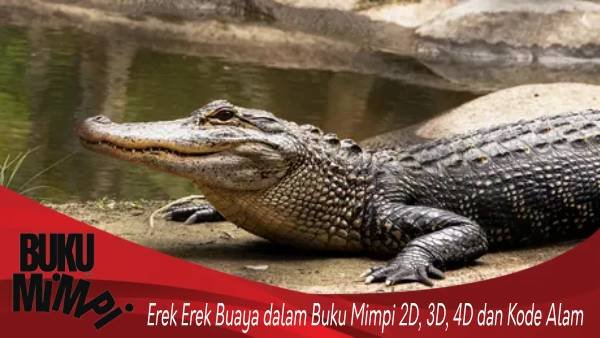 Erek Erek Buaya